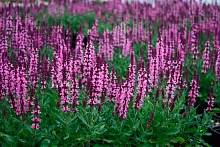 Сальвия дубравная (Шалфей) 'Нью Деменшн Роуз'