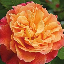 Роза 'Алоха' (плетистая, шраб) (персиковая)