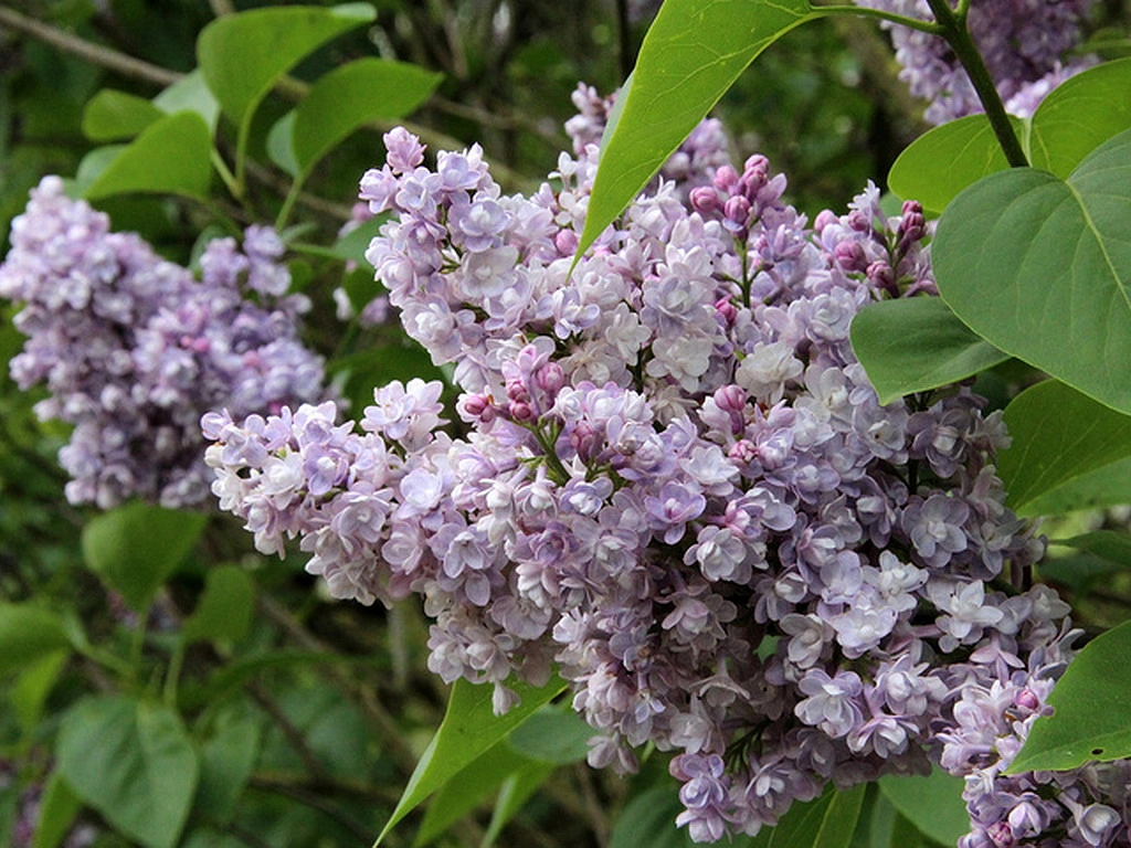 Сирень обыкновенная 'Эмиль Лемуан' (лилово - розовая)