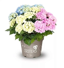 Гортензия крупнолистная 'Три Систер'