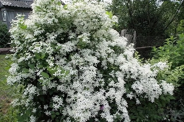 Клематис маньчжурский