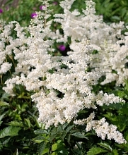 Астильба японская 'Глэдстоун' (белая)