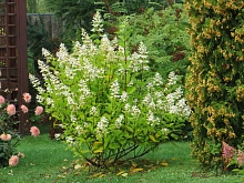 Гортензия метельчатая 'Тардива'