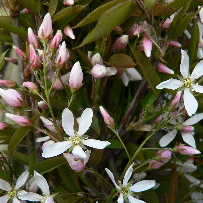 Ирга древовидная 'Робин Хилл'