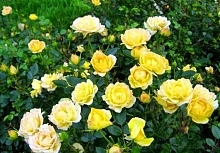 Роза 'Еллоу Фейри' (полиантовая) (желтая)