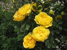 Роза 'Датская' (плетистая, шраб) (желтая)