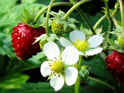 Семена Земляника