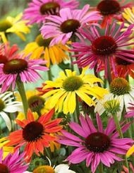 Эхинацея гибридная 'Чеен Спирит микс'