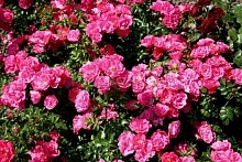 Роза 'Хайдетраум' (почвопокровная) (розовая)