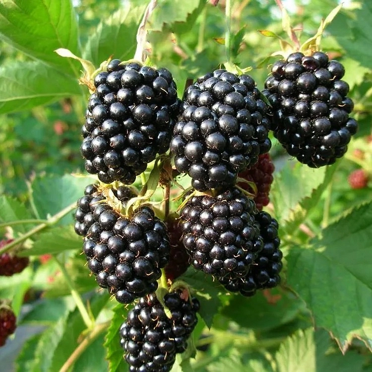 Ежевика 'Вошито'