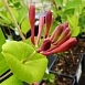 Жимолость вьющаяся Гекрота (Lonicera Heckrottii) Жимолость вьющаяся Гекрота (Lonicera Heckrottii)