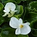 Бегония вечноцветущая Аскот Уайт (Ascot White)