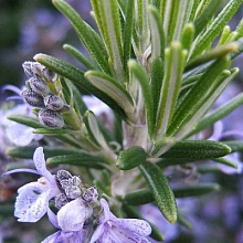 Розмарин 'Вишняковский'