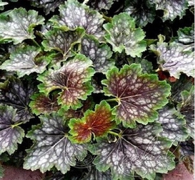 Гейхера американская 'Марвелос Марбл'