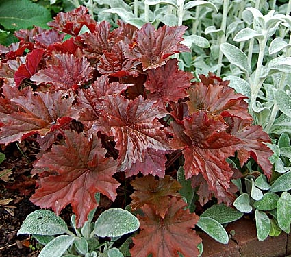 Гейхера 'Борнишет Бронзе'