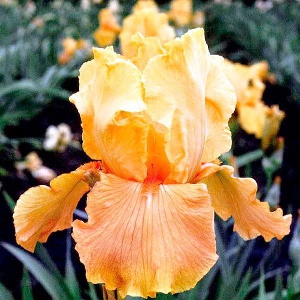 Ирис германский (бородатый) 'Априкот Силк' 