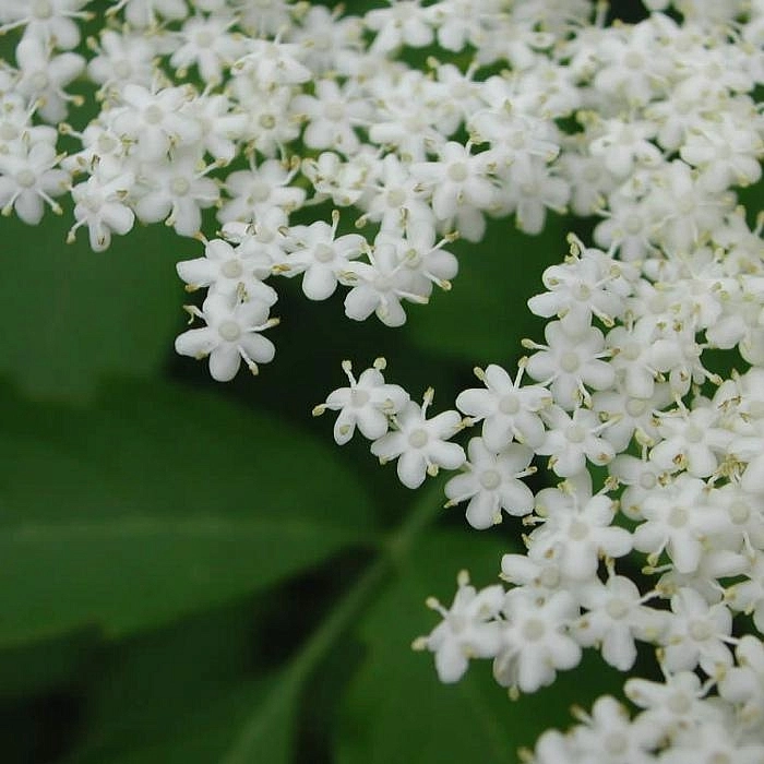 Бузина красная