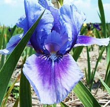 Ирис германский (бородатый) 'Бедтайм Стори'