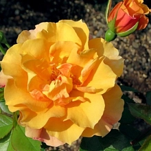 Роза 'Текила голд' (чайно - гибридная) (оранжево - желтая)