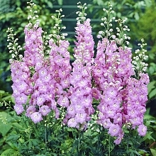 Дельфиниум (живокость) Пацифик 'Гинивер'