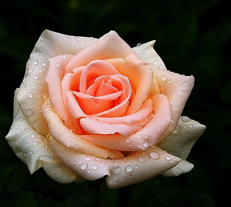 Роза 'Осиана' (чайно-гибридная) (персиково - белая)