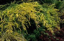 Жимолость блестящая 'Баггезенс Голд'