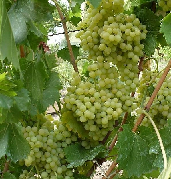 Виноград 'Кишмиш 342'