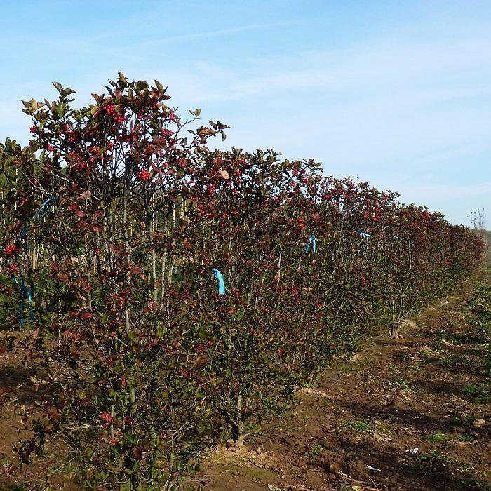 Боярышник сливолистный