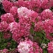 Гортензия метельчатая 'Даймонд Руж'