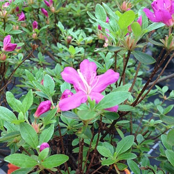 Рододендрон тупой (азалия) 'Диамант Энзианблау' (лилово-розовый) Рододендрон тупой (азалия) 'Диамант Энзианблау' (лилово-розовый)