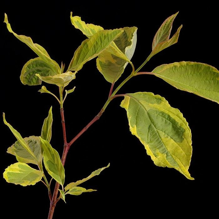 Дерен белый 'Гоучалти'