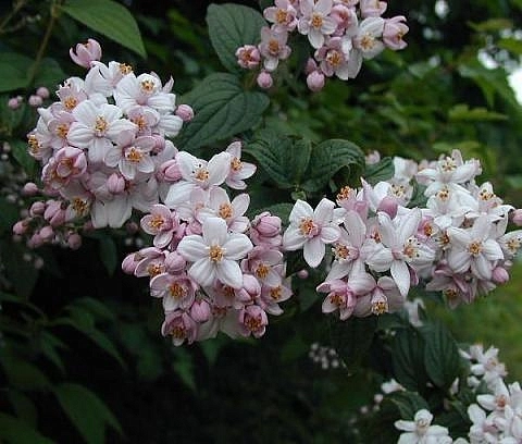 Дейция гибридная 'Монт Розе'