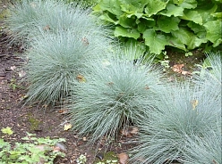 Овсяница сизая 'Фестина' Овсяница сизая 'Фестина'