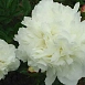 Пион молочноцветковый 'Айсберг' (белый)