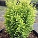 Можжевельник обыкновенный 'Голд Кон'