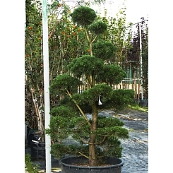 Сосна обыкновенная формованная