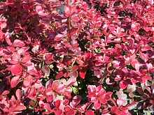 Барбарис Тунберга 'Ред Карпет'