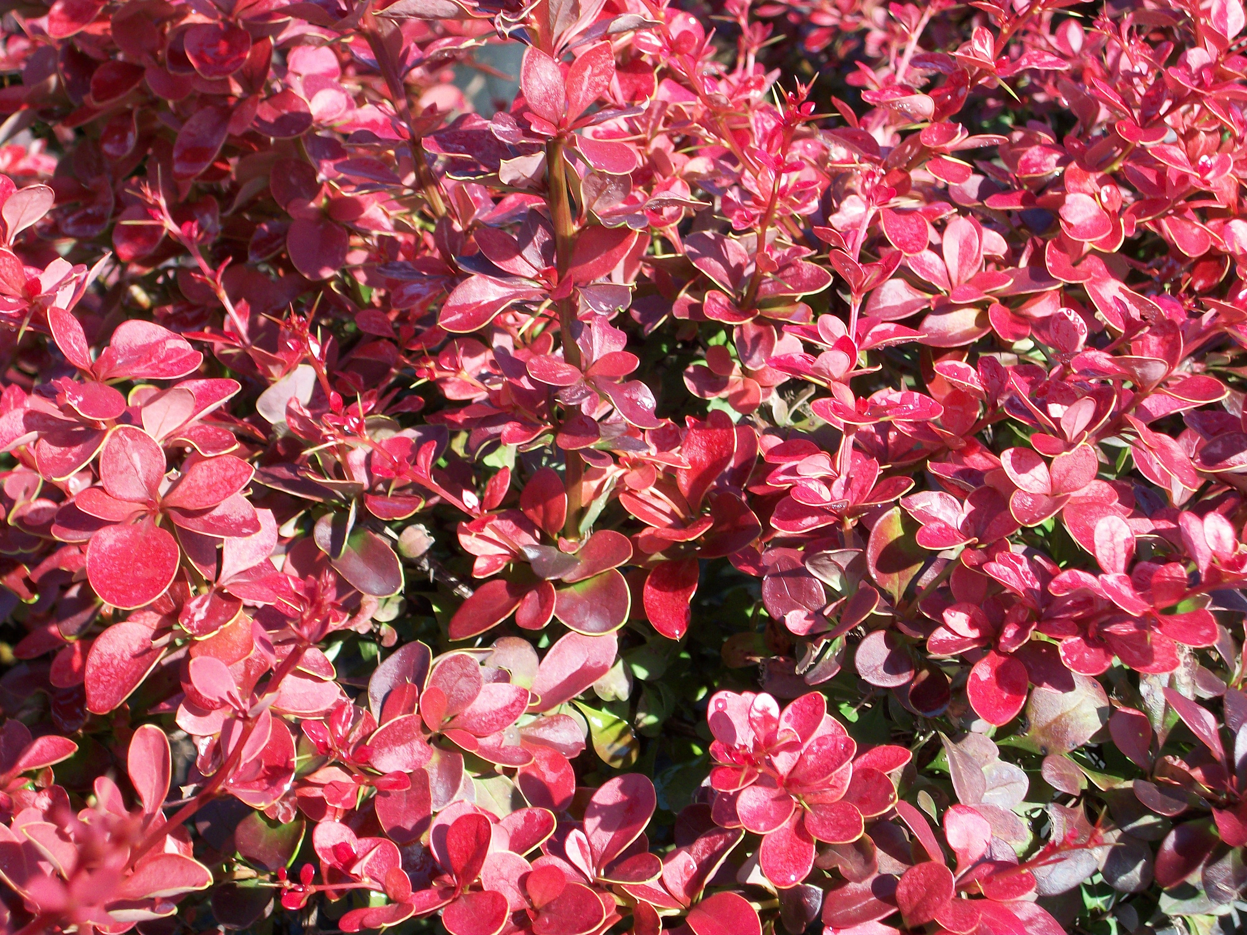 Барбарис Тунберга 'Ред Карпет'