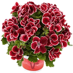 Пеларгония грандифлора 'Аристо Ред Бьюти' (вишнево - красная)