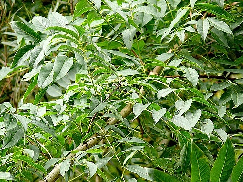 Бархат японский