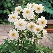 Анемона японская (Ветриница) 'Вёрлвинд'