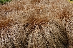 Осока власовидная 'Бронко'