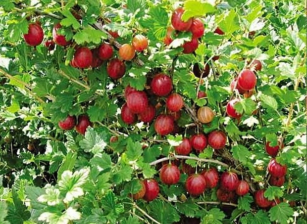 Крыжовник 'Русский розовый'