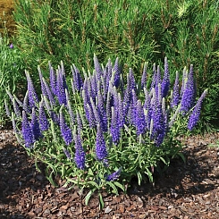 Вероника колосковая 'Беби Блю'