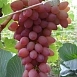 Виноград Водограй