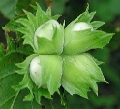 Фундук 'Тамбовский ранний'