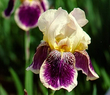Ирис германский 'Салоник' (бородатый)