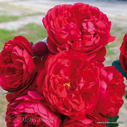 Роза 'Флорентина' (плетистая) (красная)