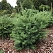 Лиственница тонкочешуйчатая (Кемпфера, японская) 'Грей Перл'