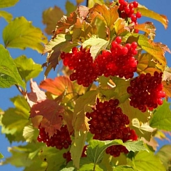 Калина плодовая 'Закат'